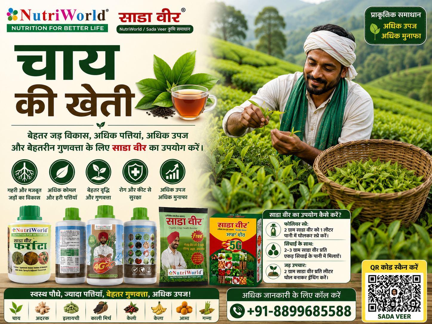 चाय की खेती 