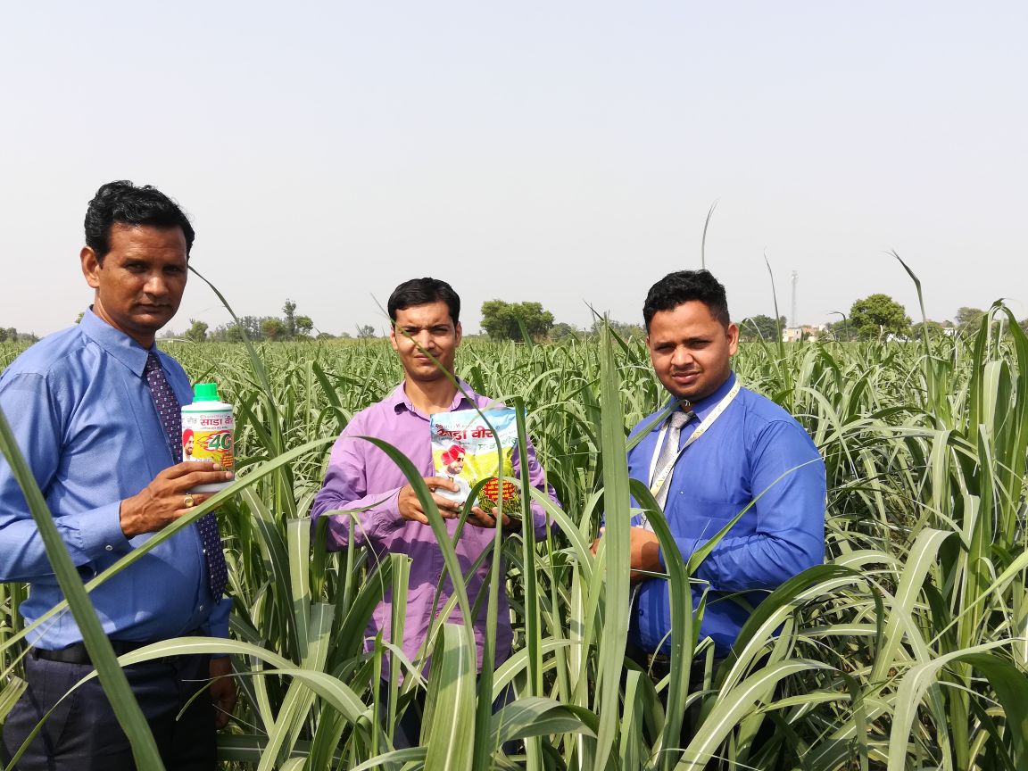 साडावीर 8