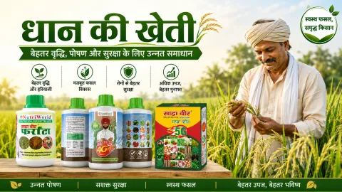 धान की खेती