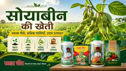 सोयाबीन की खेती