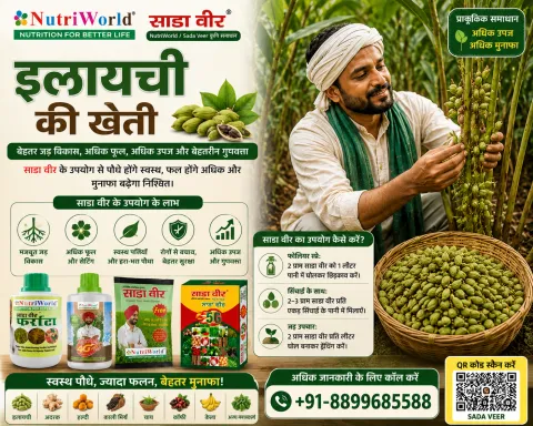 इलायची की खेती