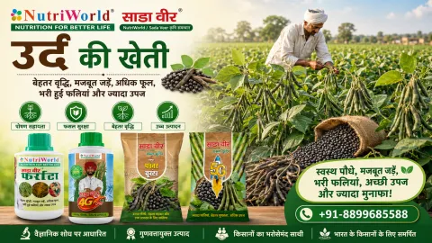 उर्द की खेती