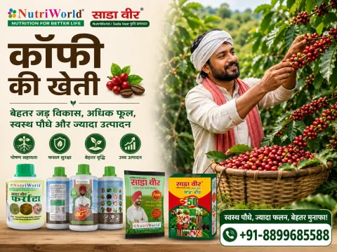 कॉफी की खेती