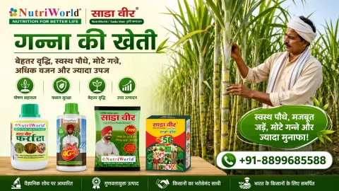 गन्ना की खेती