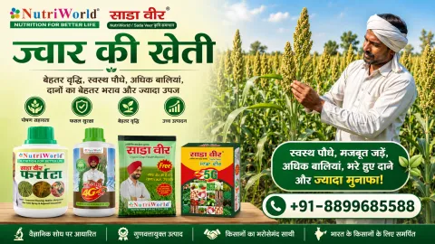 ज्वार की खेती