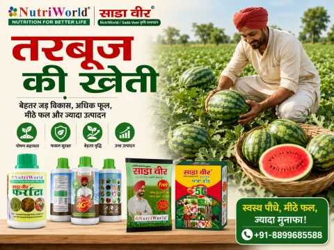 तरबूज की खेती