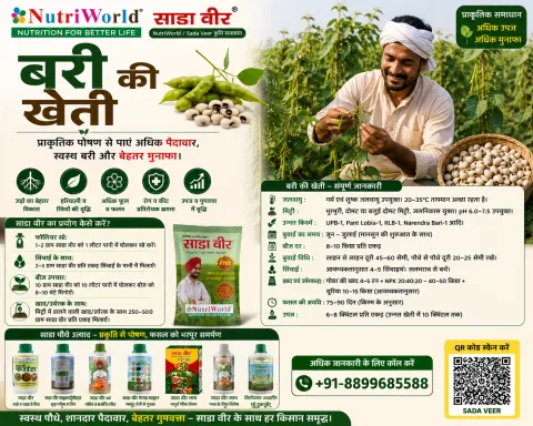 बरी की खेती