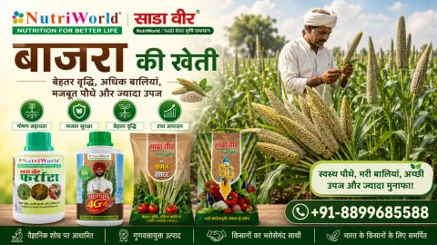 बाजरा की खेती