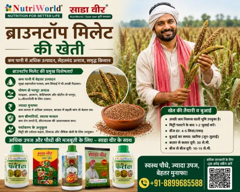 ब्राउनटॉप मिलेट की खेती