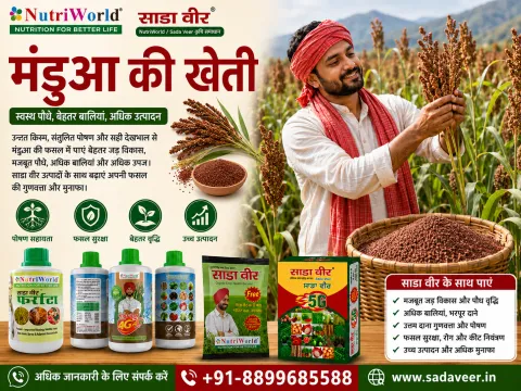 मंडुआ की खेती