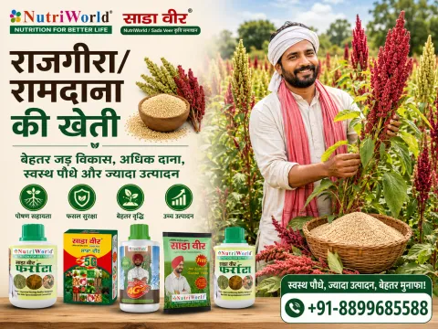 राजगीरा/रामदाना की खेती