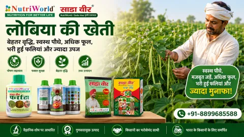 लोबिया की खेती