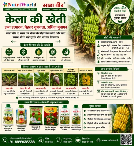केला की खेती