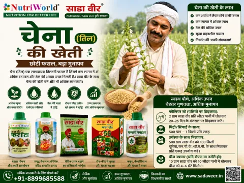 चेना की खेती