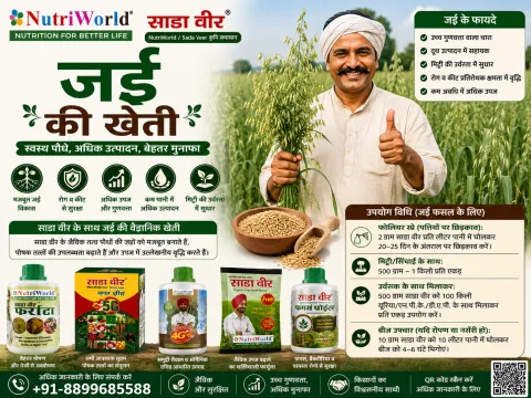  जई की खेती 