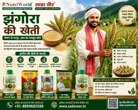 झंगोरा की खेती