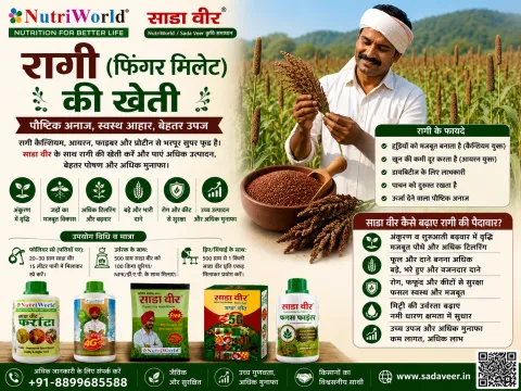 रागी की खेती