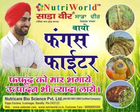 फंगस फाइटर