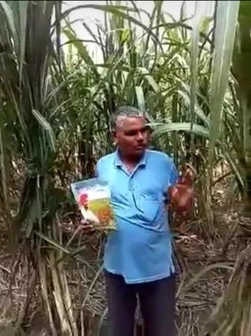 साडावीर 31
