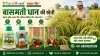 बासमती एवं सुगंधित धान की खेती