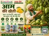 आम की खेती