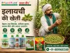 इलायची की खेती 
