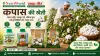 कपास की खेती