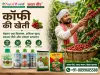 कॉफी की खेती