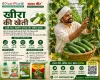  खीरा की खेती