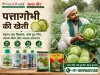 पत्तागोभी (Cabbage) की खेती