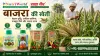बाजरा की खेती