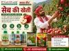 सेब की खेती