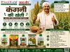 कंगनी की खेती