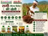 रागी की खेती