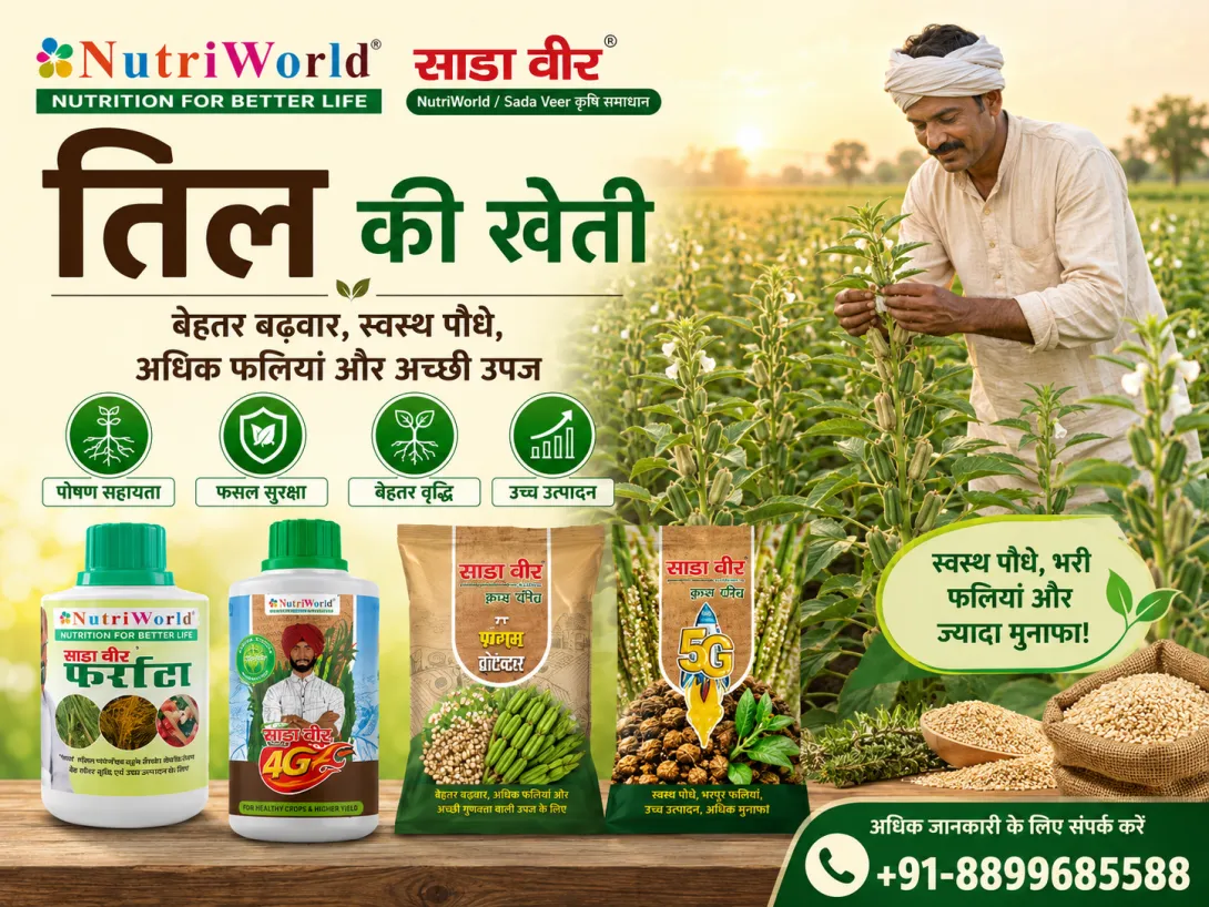 तिल की खेती