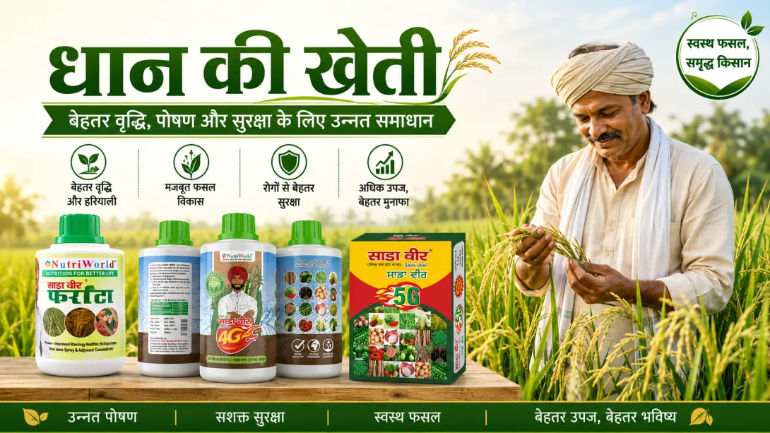 धान की खेती