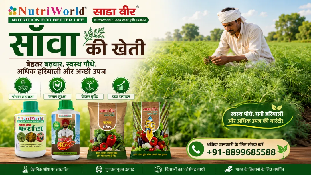 सॉवा की खेती