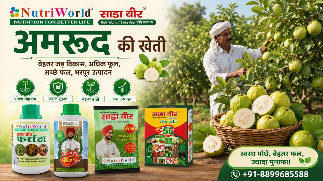 अमरूद की खेती