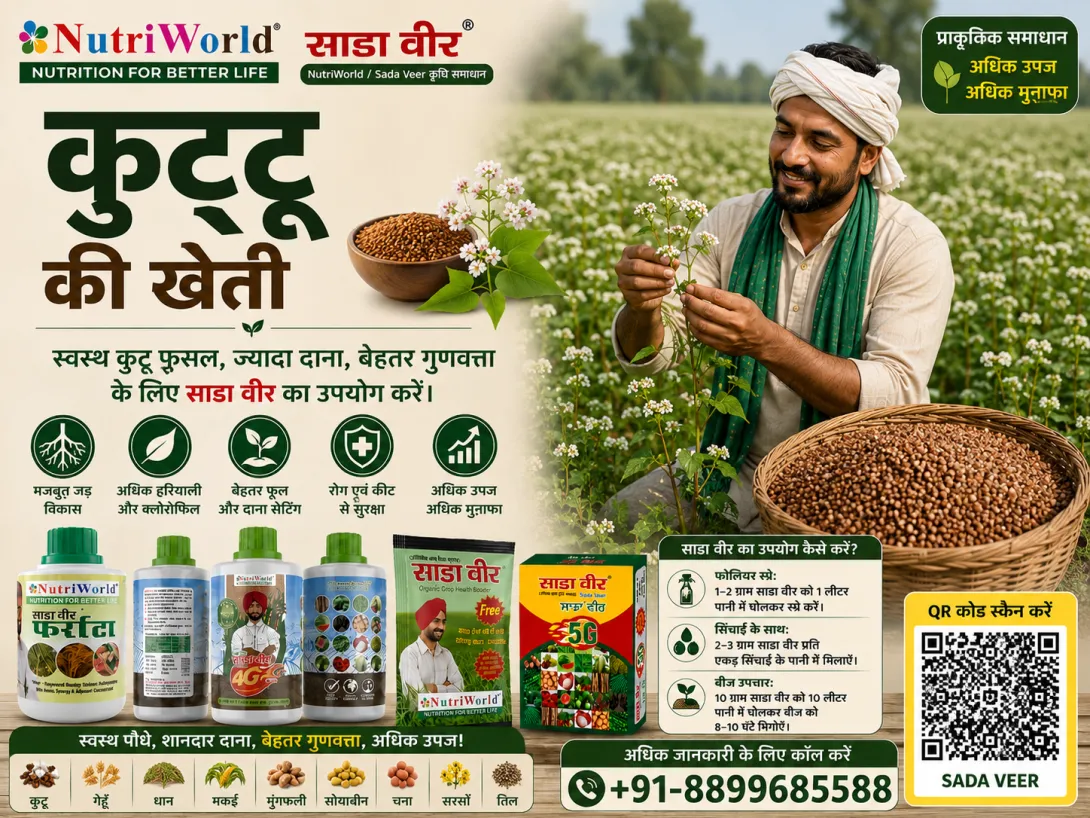 कुट्टू की खेती