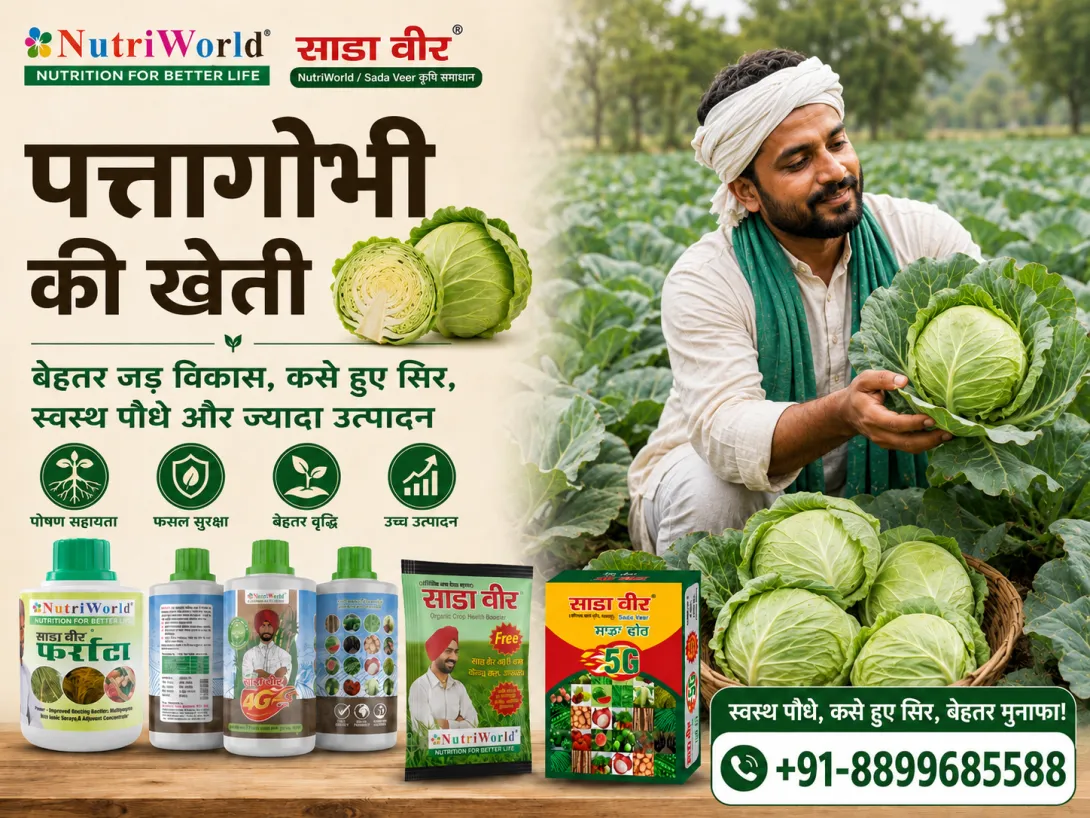 पत्तागोभी (Cabbage) की खेती