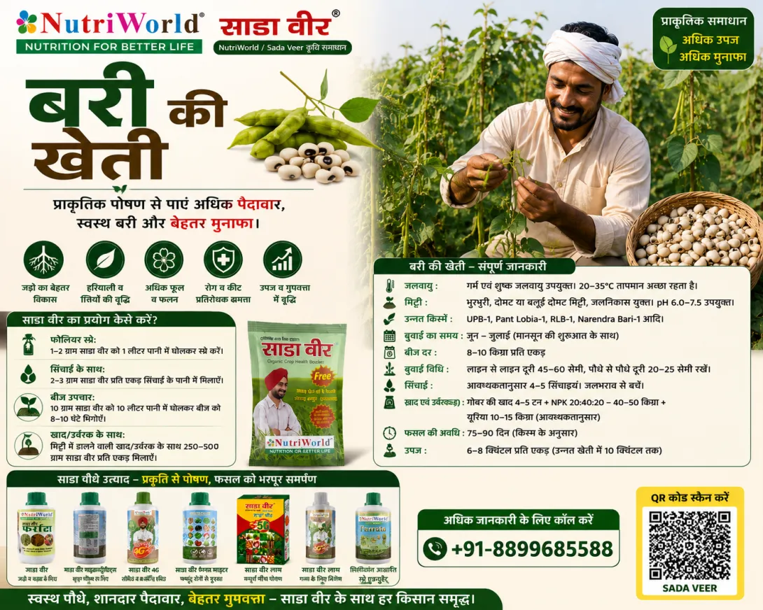बरी की खेती