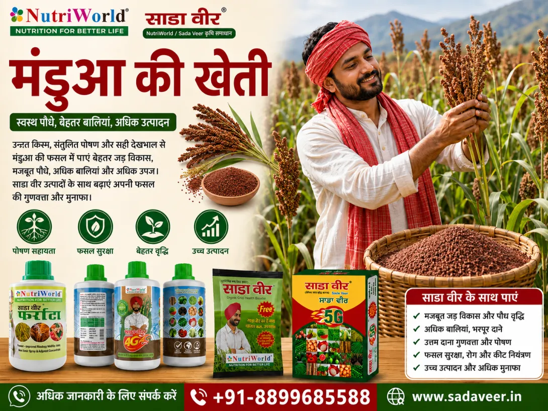 मंडुआ की खेती