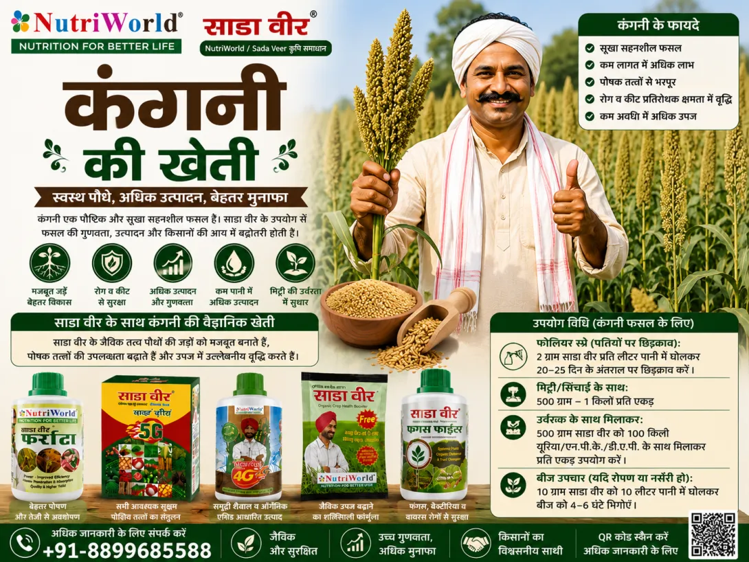 कंगनी की खेती