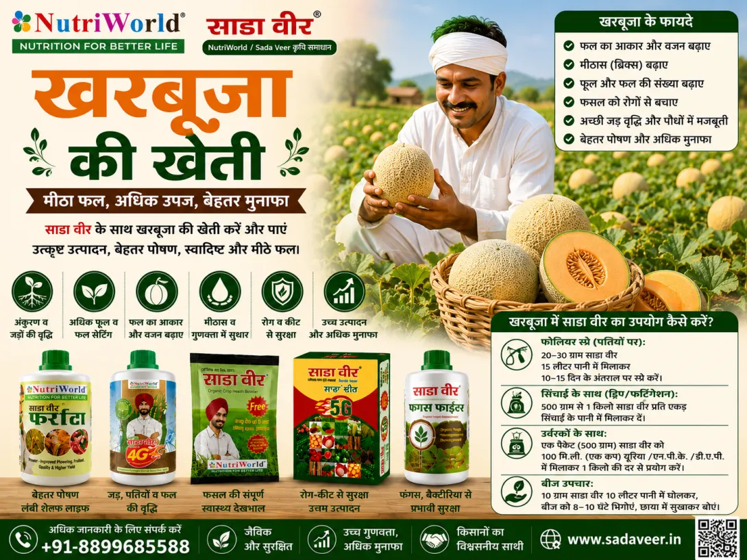 खरबूजा की खेती