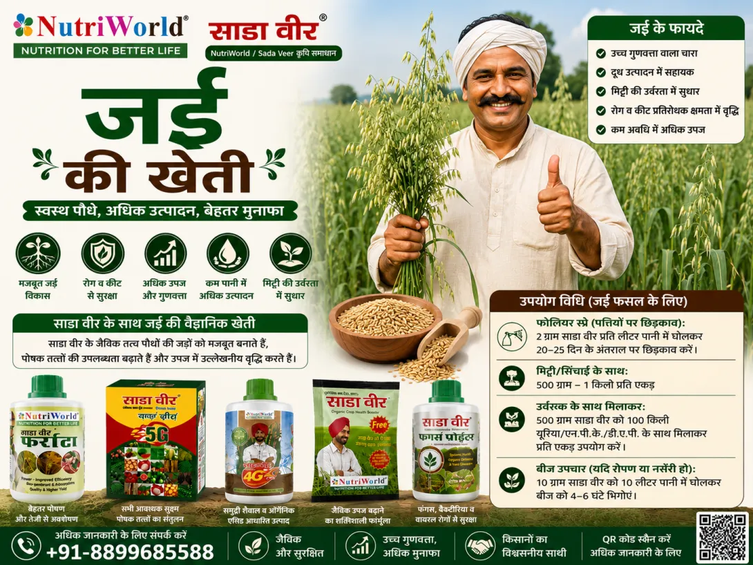  जई की खेती 