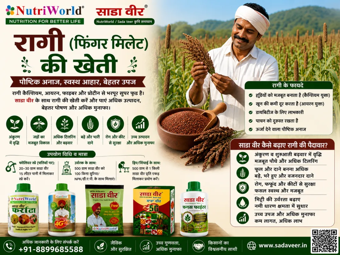 रागी की खेती